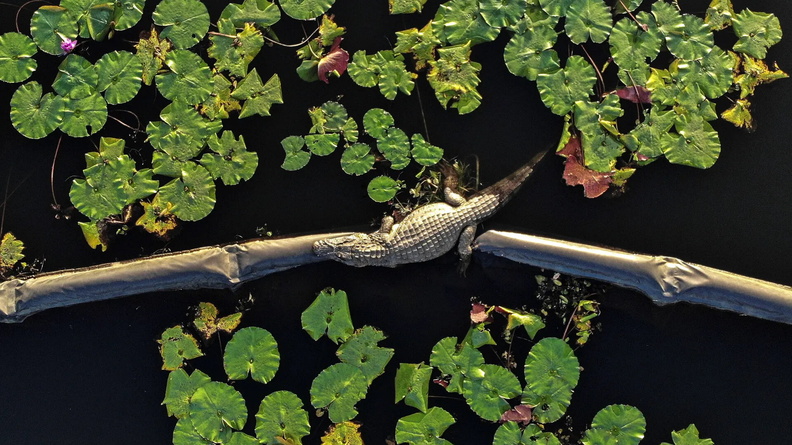 Alligator rests on the Olympic golf course in Rio de Janeiro, Brazil